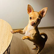 Mino participe au concours pour gagner de l'argent avec cette photo : dog, chihuahua, small_dog, standing, indoor, wood_floor, wooden_table, table, paw, upright_pose, large_ears, short_hair, tan_fur, white_chest, tail, shadow, warm_lighting, home, portrait, funny_pose