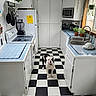 Bella-Mae Rose is registered to the contest to win money with this photo: dog, kitchen, black_and_white_floor, white_cabinets, blue_tile_countertop, sink, window, plants, pet_food_bowl, floor_mat, blender, microwave, stove, refrigerator, teapot, countertop, natural_light, pet, indoor, clean