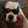 Bella-Mae Rose is registered to the contest to win money with this photo: dog, sunglasses, pet, indoor, hand, white_fur, black_patch, carpet, furniture, cool, closeup, animal, companion, cute, domestic_animal, portrait, canine, relaxed, accessory, paw