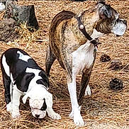Bella-Mae Rose joined the competition — help win amazing prizes! dog, puppy, forest_floor, pine_needles, pine_cones, outdoor, animal, brindle_dog, black_and_white_dog, sniffing, alert, nature, pet, collar, canine, young_dog, adult_dog, curious, brown, white