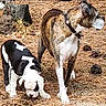 dog, puppy, forest_floor, pine_needles, pine_cones, outdoor, animal, brindle_dog, black_and_white_dog, sniffing, alert, nature, pet, collar, canine, young_dog, adult_dog, curious, brown, white