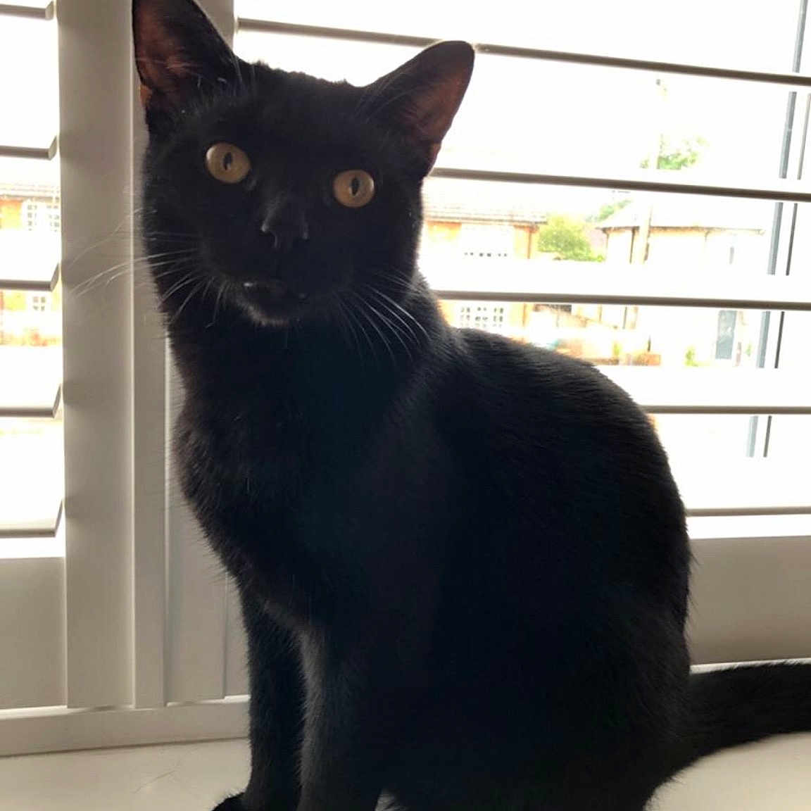 Nini joined the competition — help win amazing prizes! asian, black, black_cat, bombay, burmese, carnivore, cat, domestic_short_haired_cat, felidae, kitten, korat, mammal, polydactyl_cat, small_to_medium_sized_cats, snout, tail, vertebrate, whiskers, window