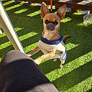 Vito a rejoint le concours — aidez-le/la à gagner de superbes lots ! dog, chihuahua, small_dog, sweater, pet, paws, ears_up, attentive, looking_up, artificial_grass, turf, outdoor, sunlight, shadow, owner_leg, patio, fence, cute, brown_fur, plastic_bottle