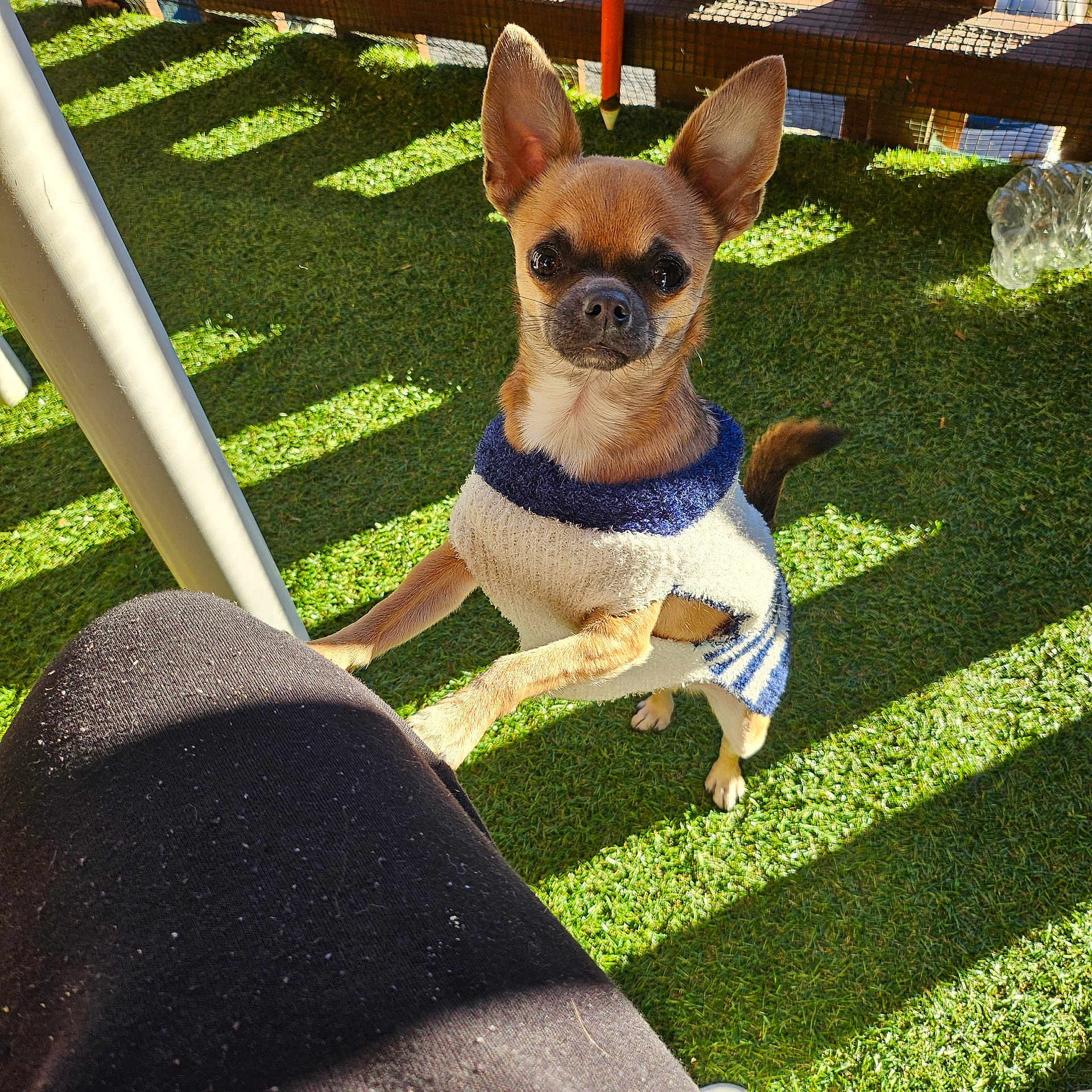 Vito a rejoint le concours — aidez-le/la à gagner de superbes lots ! dog, chihuahua, small_dog, sweater, pet, paws, ears_up, attentive, looking_up, artificial_grass, turf, outdoor, sunlight, shadow, owner_leg, patio, fence, cute, brown_fur, plastic_bottle