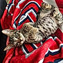 animal, blanket, blue, cat, cozy, cute, feline, fur, indoor, kitten, lying_down, paws, pet, red, relaxed, striped, tabby, whiskers, white, young