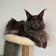 Vtsew participe au concours pour gagner de l'argent avec cette photo : cat, gray_cat, fluffy, yellow_eyes, cat_tree, perch, indoor, pet, feline, relaxed, sitting, long_tail, tufted_ears, fur, animal, domestic_cat, cute, whiskers, portrait, calm