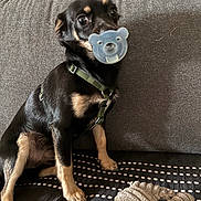 Christophe Tanguy participe au concours pour gagner de l'argent avec cette photo : puppy, dog, black_and_tan, pacifier, couch, harness, sitting, indoors, pet, cute, portrait, face, eyes, puppy_dog, blanket, cushion, furniture, home, adorable, funny