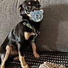 puppy, dog, black_and_tan, pacifier, couch, harness, sitting, indoors, pet, cute, portrait, face, eyes, puppy_dog, blanket, cushion, furniture, home, adorable, funny