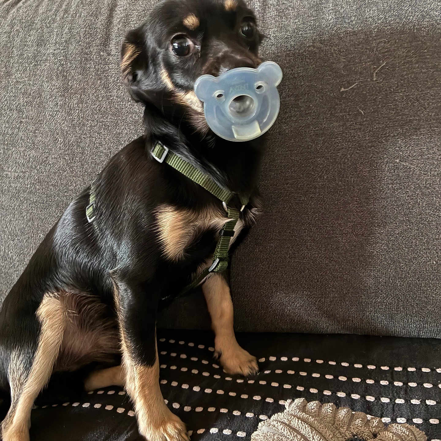 Christophe Tanguy participe au concours pour gagner de l'argent avec cette photo : puppy, dog, black_and_tan, pacifier, couch, harness, sitting, indoors, pet, cute, portrait, face, eyes, puppy_dog, blanket, cushion, furniture, home, adorable, funny