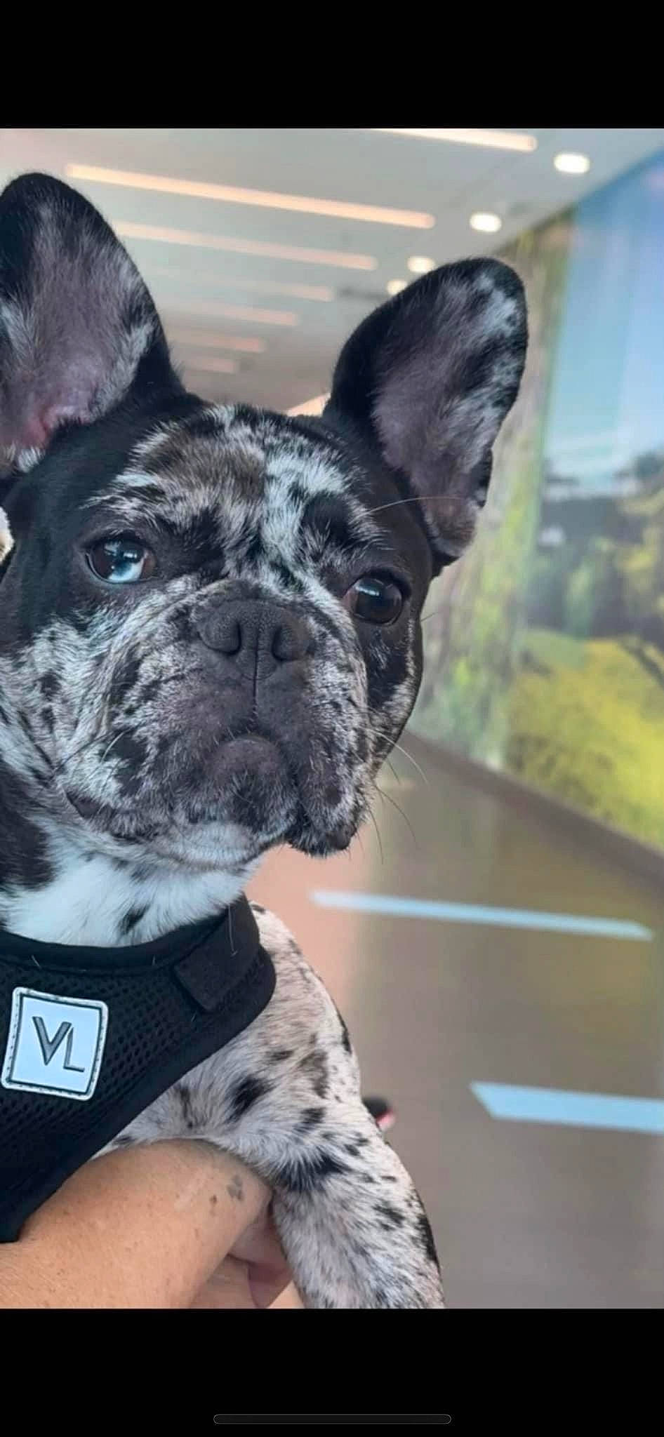 Fendi joined the competition — help win amazing prizes! bulldog, canidae, carnivore, collar, companion_dog, dog, dog_breed, dog_collar, ear, fawn, non_sporting_group, snout, sporting_group, whiskers, window, working_animal, working_dog