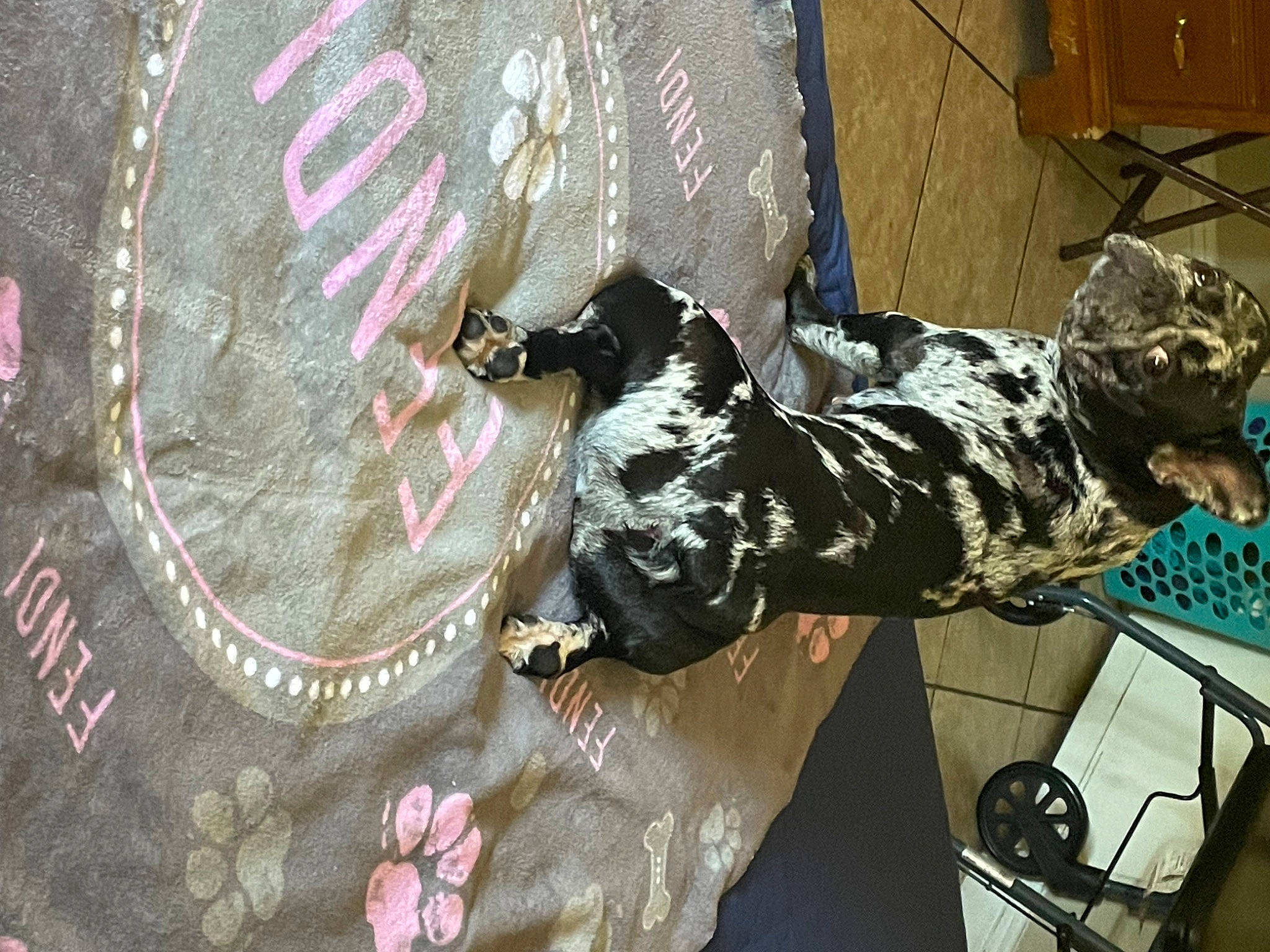 Fendi is registered to the contest to win money with this photo: art, auto_part, automotive_exterior, carmine, carnivore, dog, fashion_accessory, font, fur, graffiti, machine, magenta, military_camouflage, pattern, road_surface, sidewalk, sporting_group, street, street_art, visual_arts