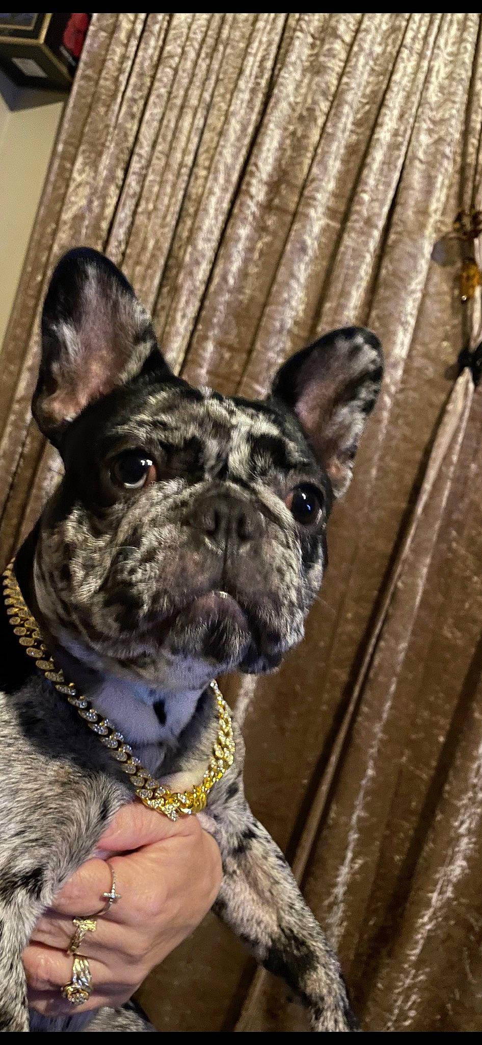 Fendi is registered to the contest to win money with this photo: bulldog, canidae, carnivore, collar, companion_dog, dog, dog_breed, dog_collar, ear, eye, fawn, french_bulldog, pet_supply, snout, sporting_group, terrestrial_animal, whiskers, wood, working_animal, wrinkle
