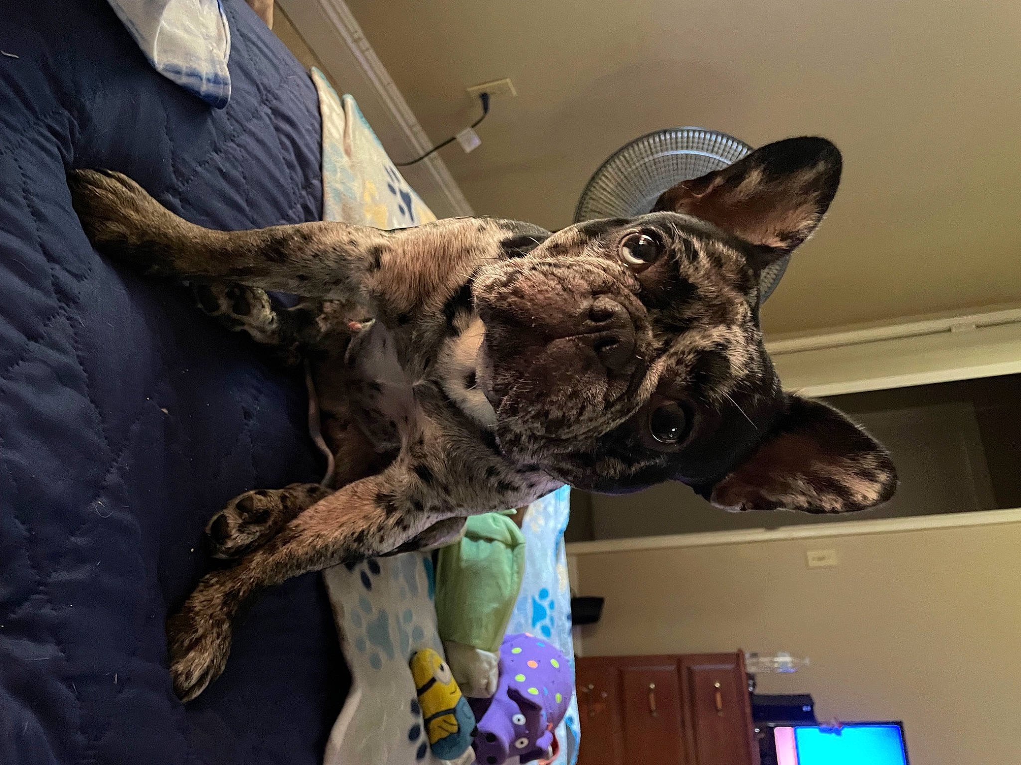 Fendi is registered to the contest to win money with this photo: art, carnivore, dog_breed, felidae, fur, jaw, metal, military, military_camouflage, sculpture, small_to_medium_sized_cats, snout, sporting_group, statue, tail, terrestrial_animal, visual_arts, whiskers, wood, working_animal