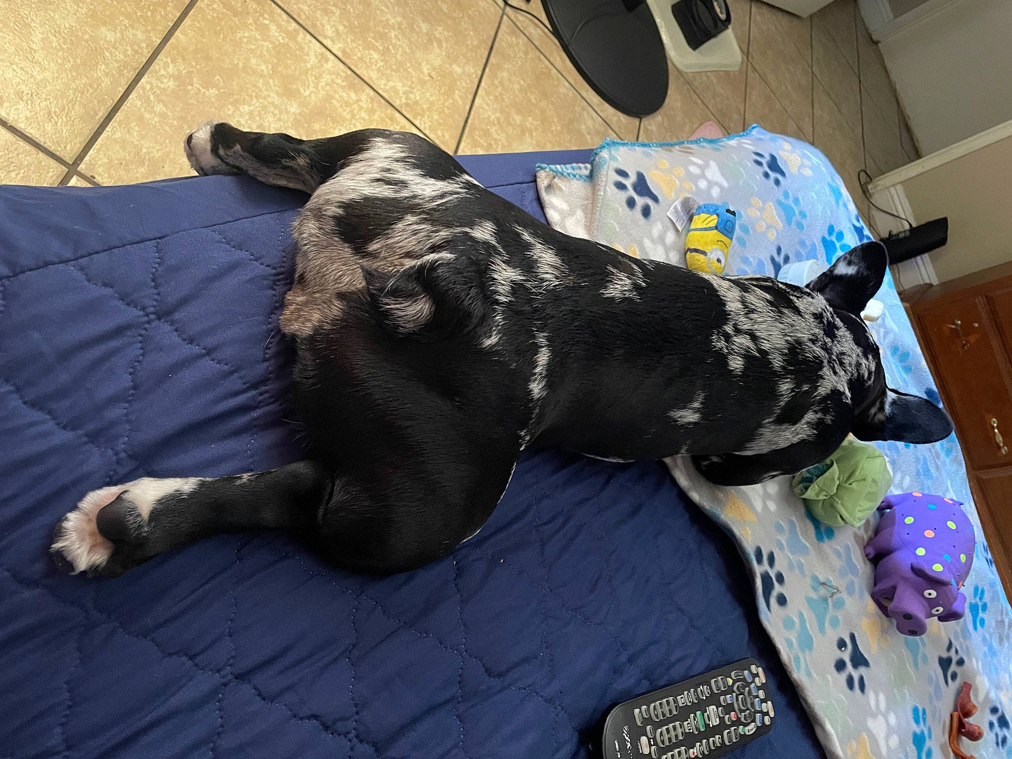 Fendi is registered to the contest to win money with this photo: canidae, carnivore, comfort, companion_dog, dog, dog_breed, dog_supply, fawn, flooring, fur, grey, guard_dog, non_sporting_group, pet_supply, tail, terrestrial_animal, working_animal