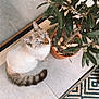 Moka participe au concours pour gagner de l'argent avec cette photo : cat, blue_eyes, potted_plant, indoor, floor, tile, tail, plant_pot, curious, patterned_rug, skirt, home, cozy, animal, pet, looking_up, feline, domestic, fur, whiskers