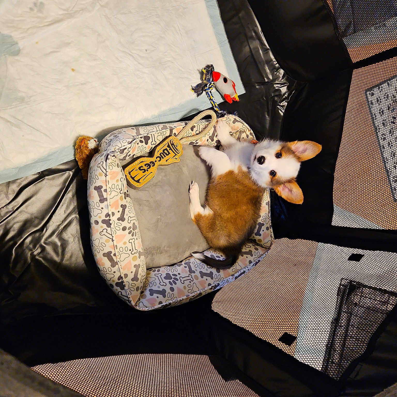 Buck is registered to the contest to win money with this photo: baby_products, bag, bedding, canidae, comfort, companion_dog, fawn, felidae, fur, hat, human_leg, linens, luggage_and_bags, pattern, plush, room, sitting, sleeve, stuffed_toy, toy