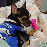 Angel is registered to the contest to win money with this photo: bed, blanket, blue_jersey, chihuahua, collar, cozy, dog, ear, human_foot, indoor, lying_down, nose, paw, pet, pink_toy, quilt, rhinestone_collar, small_dog, tongue, toy
