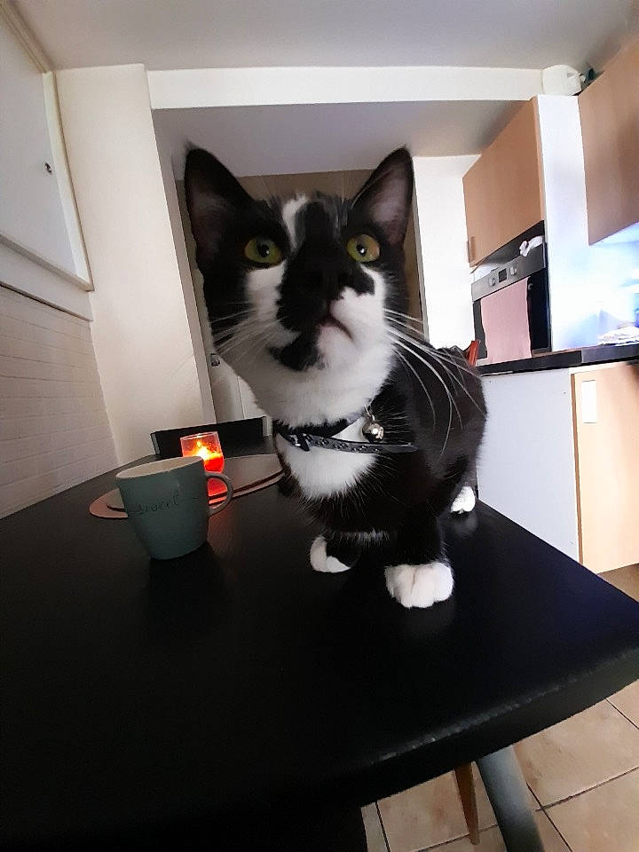 Figaro participe au concours pour gagner de l'argent avec cette photo : carnivore, cat, desk, domestic_short_haired_cat, felidae, floor, flooring, fur, grey, monochrome_photography, room, serveware, sitting, small_to_medium_sized_cats, table, tableware, tail, whiskers, window