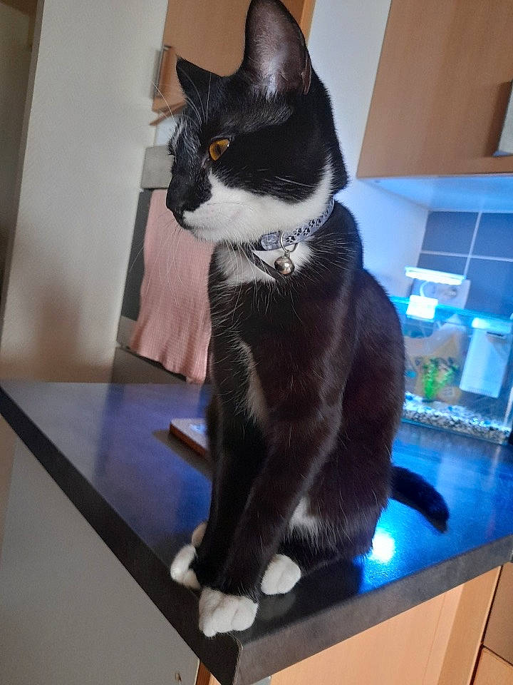 Figaro a rejoint le concours — aidez-le/la à gagner de superbes lots ! beard, black_cat, carnivore, cat, comfort, domestic_short_haired_cat, felidae, flooring, formal_wear, fur, hardwood, paw, peripheral, small_to_medium_sized_cats, snout, tail, whiskers