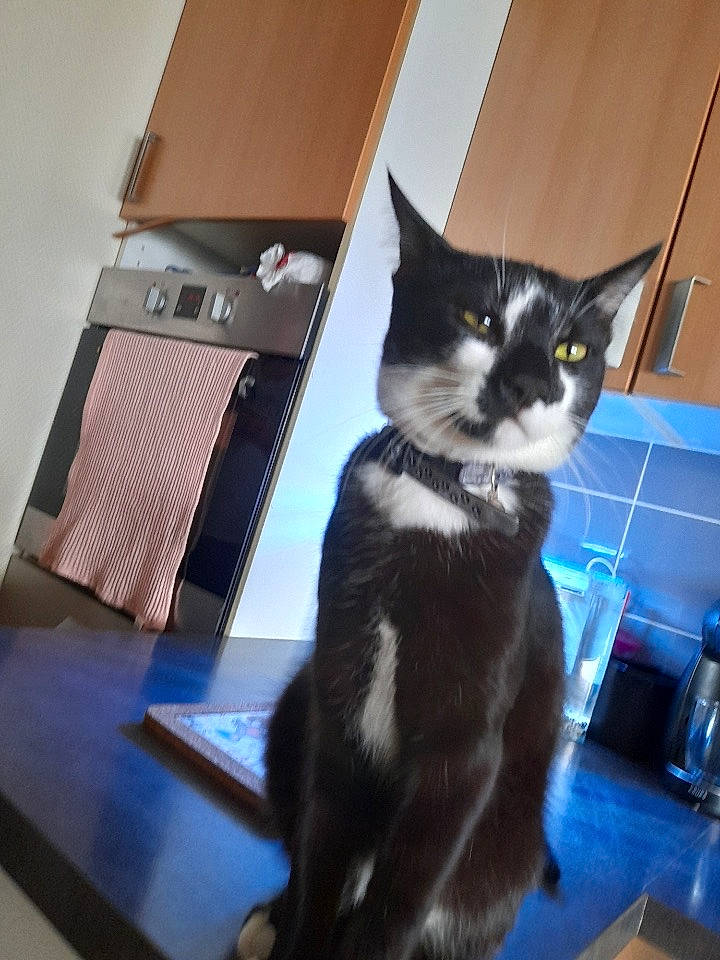 Figaro a rejoint le concours — aidez-le/la à gagner de superbes lots ! black_cat, carnivore, cat, comfort, domestic_short_haired_cat, felidae, floor, flooring, formal_wear, fur, hardwood, rectangle, small_to_medium_sized_cats, snout, tail, whiskers, wood