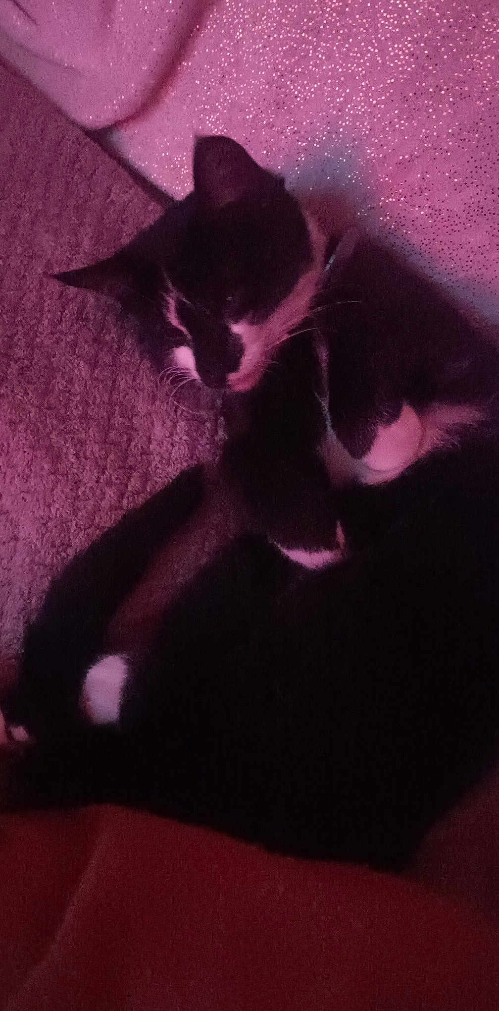 Figaro