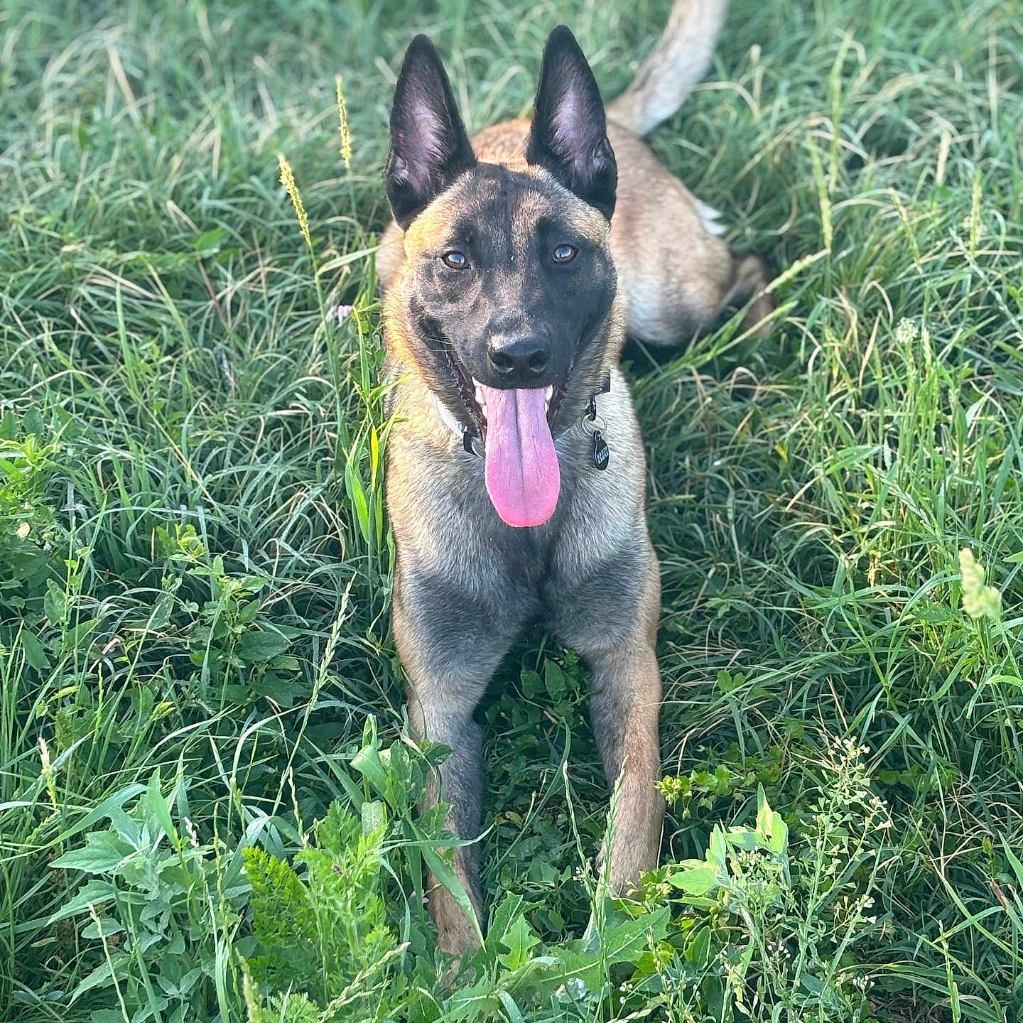 Vaska a rejoint le concours — aidez-le/la à gagner de superbes lots ! animal, canine, collar, daylight, dog, ears, field, friendly, grass, greenery, happy, lying_down, muzzle, nature, outdoor, pet, playful, summer, tongue, tongue_out