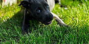 Jasmine Marie is registered to the contest to win money with this photo: puppy, dog, grass, outdoor, greenery, red_furniture, sunlight, animal, pet, playful, young_dog, nature, summer, canine, closeup, cheerful, curious, lawn, daylight, backyard