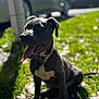 dog, black_dog, tongue_out, sitting, grass, sunlight, outdoor, pet, happy, animal, collar, nature, daylight, blurred_background, canine, mammal, young_dog, playful, friendly, park