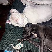 Jasmine Marie joined the competition — help win amazing prizes! dog, sleeping, white_dog, black_dog, couch, keys, keychain, indoor, nap, pet, animal, resting, closeup, fur, paw, collar, relaxation, domestic, companion, friendship