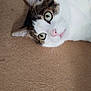 animal, brown, carpet, cat, closeup, curious, cute, domestic, ears, eyes, face, feline, fur, indoor, lying_down, nose, pet, relaxed, whiskers, white