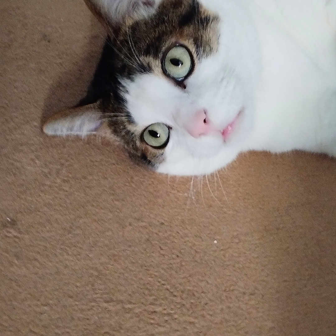 Spoocky