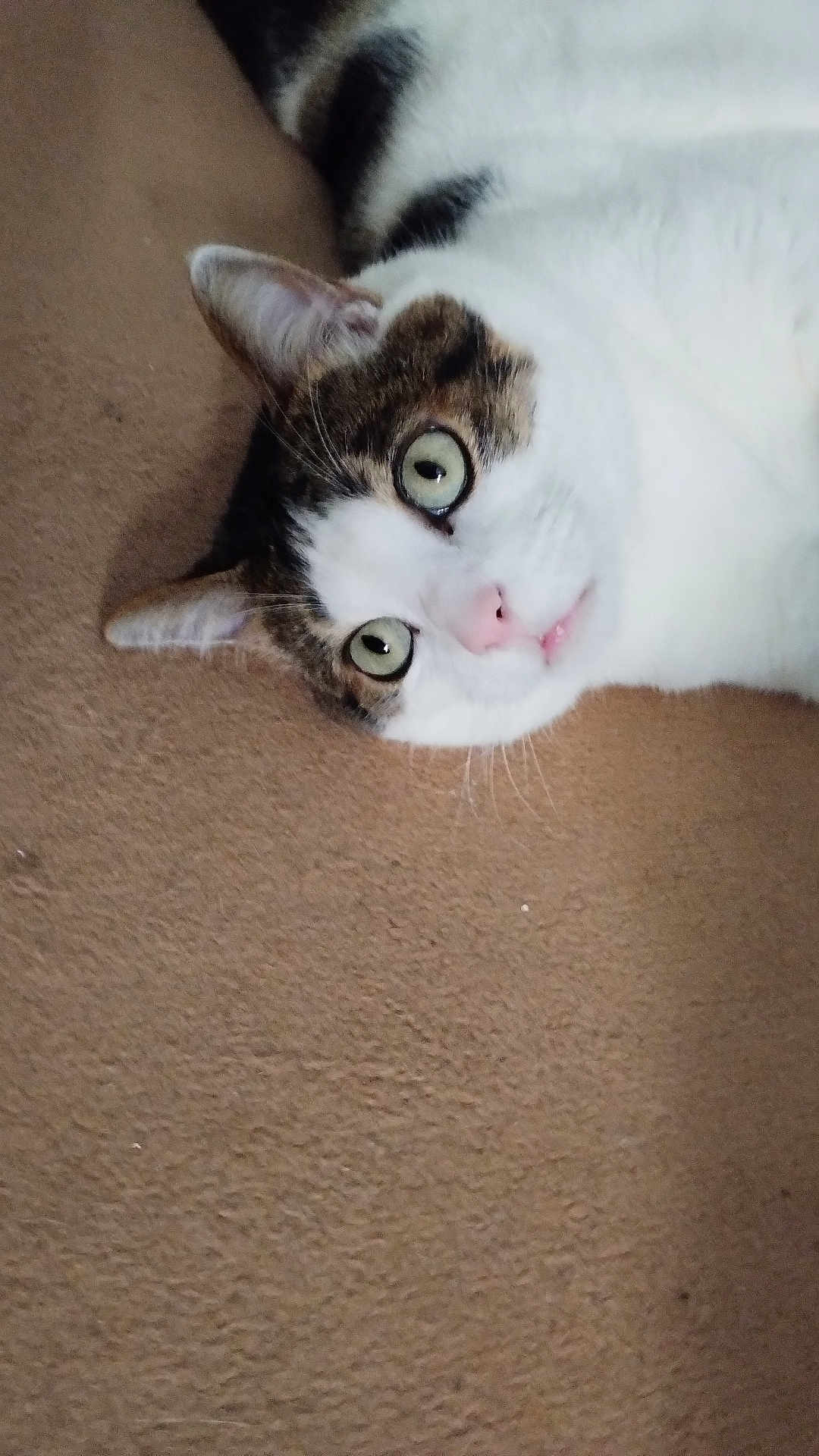 Spoocky