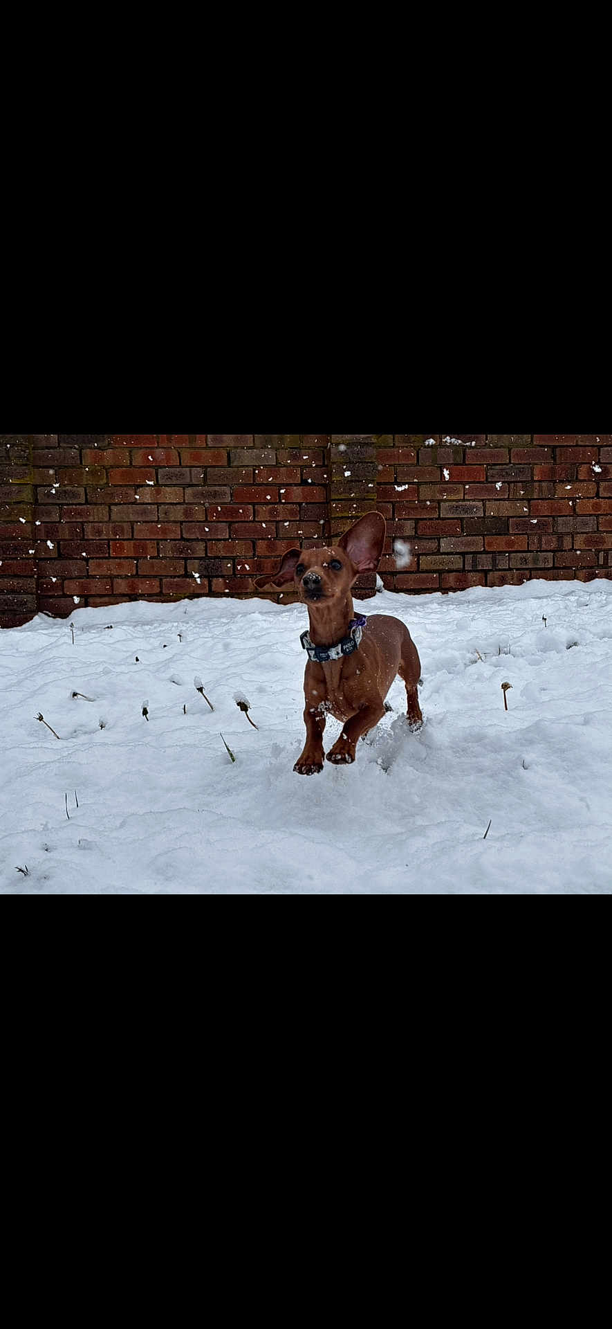 Chilli