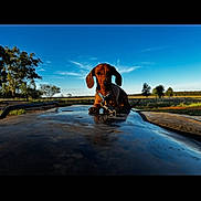 Chilli is registered to the contest to win money with this photo: dog, puppy, dachshund, outdoor, sky, blue_sky, trees, field, animal, pet, collar, sunlight, nature, grass, canine, mammal, leisure, cute, young, landscape