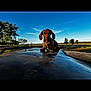 dog, puppy, dachshund, outdoor, sky, blue_sky, trees, field, animal, pet, collar, sunlight, nature, grass, canine, mammal, leisure, cute, young, landscape