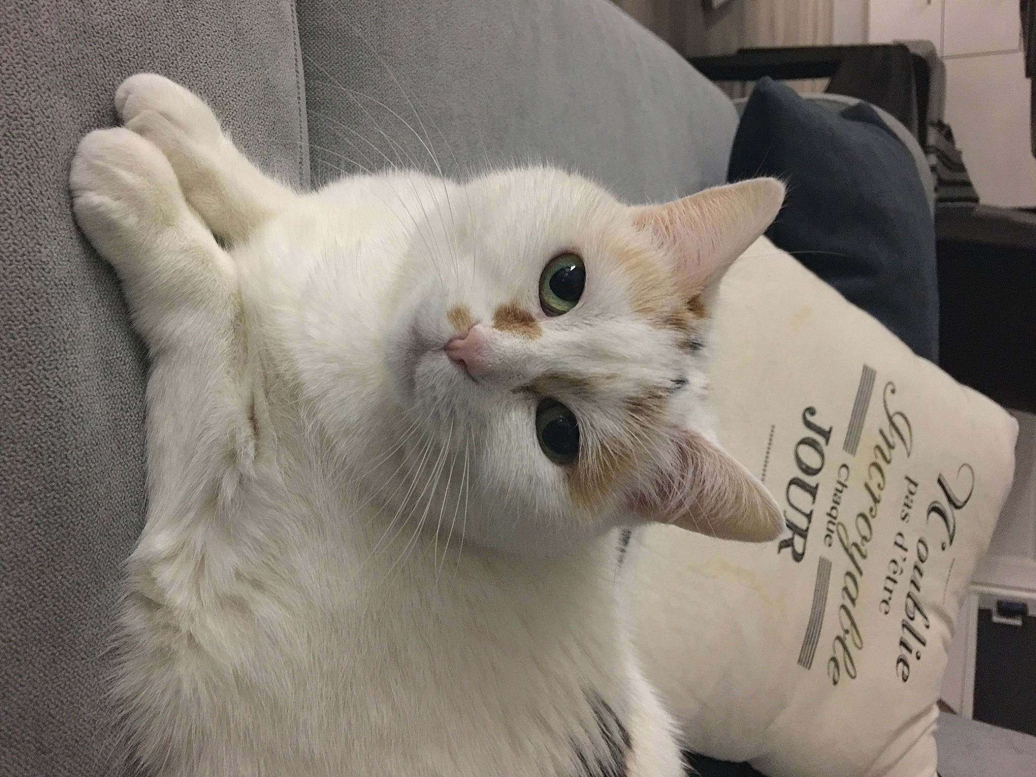 Gypsie a rejoint le concours — aidez-le/la à gagner de superbes lots ! bag, carnivore, cat, claw, comfort, couch, domestic_short_haired_cat, eye, fang, fawn, felidae, fur, handwriting, luggage_and_bags, paw, small_to_medium_sized_cats, snout, tail, whiskers