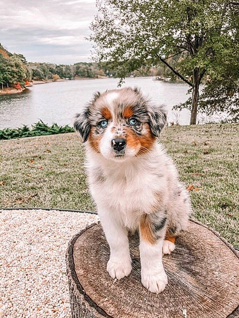 Scarlett is registered to the contest to win money with this photo: australian_shepherd, canidae, carnivore, companion_dog, dog, dog_breed, mammal, miniature_australian_shepherd, puppy, rare_breed_dog, sporting_group, vertebrate, working_dog