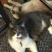 Jagger is registered to the contest to win money with this photo: cat, cats, carpet, indoor, pet, feline, fluffy, resting, relaxed, animal, domestic, two_animals, floor, whiskers, ears, collar, tabby, sleeping, curious, household