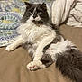 cat, fluffy, gray, white, pet, feline, indoor, bed, blanket, quilt, relaxed, cute, animal, domestic, whiskers, tail, paws, fur, lying_down, cozy