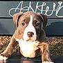 puppy, dog, bench, outdoor, grass, chalk_writing, curious, brown_and_white, pet, animal, young, paw, face, ears, snout, sunlight, nature, close_up, portrait, daytime