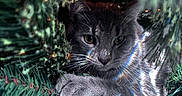 Nimbus joined the competition — help win amazing prizes! cat, gray_cat, christmas_tree, pine_branches, holiday_lights, greenery, pet, animal, cute, whiskers, paw, indoor, festive, closeup, nature, fur, curious, cozy, christmas, decorations