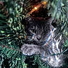 cat, gray_cat, christmas_tree, pine_branches, holiday_lights, greenery, pet, animal, cute, whiskers, paw, indoor, festive, closeup, nature, fur, curious, cozy, christmas, decorations