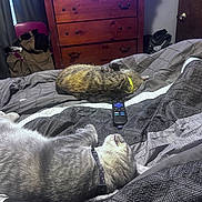 Nimbus is registered to the contest to win money with this photo: cat, sleeping, bed, comforter, gray_cat, tabby_cat, collar, remote_control, dresser, furniture, indoor, curtains, door, cozy, resting, pet, domestic, relaxing, animal, household