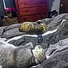 cat, sleeping, bed, comforter, gray_cat, tabby_cat, collar, remote_control, dresser, furniture, indoor, curtains, door, cozy, resting, pet, domestic, relaxing, animal, household