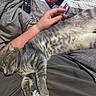cat, tabby_cat, sleeping, pet, animal, person, arm, hand, blanket, bed, clothing, resting, gray, striped, collar, indoor, cozy, relaxation, feline, comfort