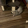 cat, tabby_cat, cat_tree, scratching_post, wooden_floor, indoor, pet, furniture, box, playful, gray_cat, flooring, home, animal, domestic_cat, scratching, relaxed, wood, pet_toy, cozy