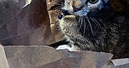 Ash is registered to the contest to win money with this photo: cat, kitten, tabby, brown_paper_bag, curious, whiskers, indoor, pet, feline, closeup, eyes, collar, domestic_animal, table, bottle, container, cozy, household, fur, small_animal
