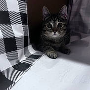 Ash joined the competition — help win amazing prizes! cat, tabby, animal, pet, indoor, curious, wide_eyes, cozy, shadow, checkered_pattern, fabric, black_and_white, cute, whiskers, paw, resting, small, feline, soft_light, closeup