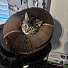 Ash is registered to the contest to win money with this photo: cat, tabby_cat, cardboard, scratcher, cat_tree, curious, indoor, pet, feline, face, ears, fur, whiskers, window, curtains, shadow, rope, perched, cozy, closeup