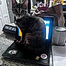 Ash joined the competition — help win amazing prizes! kitten, cat, laptop, keyboard, counter, paper_bag, can, notebook, book, kitchen, indoor, tabby, curious, pet, clutter, sticker, wide_eyes, fur, sitting, looking